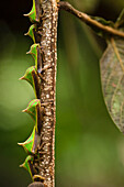 Treehopper (Umbonia sp) group, Mapari, Rupununi, Guyana