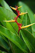 Heliconia (Heliconia sp) flower, Iwokrama Rainforest Reserve, Guyana