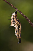 Sara Longwing (Heliconius sara) chrysalis, Iwokrama Rainforest Reserve, Guyana