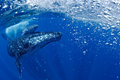 Humpback Whale (Megaptera novaeangliae) mother and calf, southern Bahia, Brazil