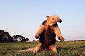 Southern Anteater (Tamandua tetradactyla) in defensive posture, Pantanal, Brazil