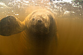 Antillean Manatee (Trichechus manatus manatus) in shallow mangrove waters, Tatuamunha River, Brazil