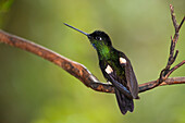 Buff-Winged Starfrontlet (Coeligena lutetiae) hummingbird, Mindo Cloud Forest, western slope of Andes, Ecuador