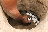 South American River Turtle (Podocnemis expansa) nest being dug up for relocation to safer, higher ground, part of reintroduction to the wild program, Playita Beach, Orinoco River, Apure, Venezuela