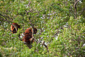 Red Howler Monkey (Alouatta seniculus) group in tree, Hato Masaguaral working farm and biological station, Venezuela