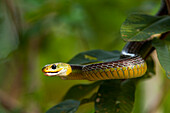 Keeled Racer (Chironius carinatus) in tree, Hato Masaguaral working farm and biological station, Venezuela