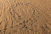 Yellow-spotted Amazon River Turtle (Podocnemis unifilis) tracks from female that came to shore to lay eggs, Orinoco River, Apure, Venezuela