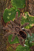 Tarantula (Aphonopelma sp), Napo River, Yasuni National Park, Amazon, Ecuador