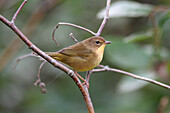 Common Yellowthroat (Geothlypis trichas) female, Nova Scotia, Canada