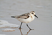 Sanderling (Calidris alba) on beach, Magdalen Islands, Quebec, Canada