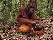 Orangutan (Pongo pygmaeus) mother grooming young on forest floor, Borneo, Malaysia