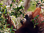 Orangutan (Pongo pygmaeus) feeding on fruit, Borneo, Malaysia