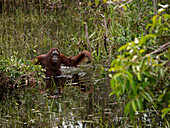 Orangutan (Pongo pygmaeus) wading through wetland, Borneo, Malaysia
