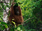 Orangutan (Pongo pygmaeus) sub-adult male sheltering from rain, Borneo, Malaysia