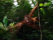 Orangutan (Pongo pygmaeus) sub-adult male swinging through trees, Borneo, Malaysia