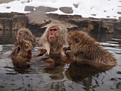 Japanese Macaque (Macaca fuscata) group grooming in hot spring, Jigokudani, Japan