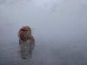 Japanese Macaque (Macaca fuscata) soaking in hot spring, Jigokudani, Japan