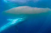 Blue Whale (Balaenoptera musculus) feeding on krill, Coronado Islands, Baja California, Mexico