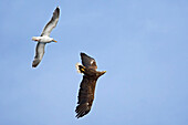 Great Black-backed Gull (Larus marinus) attacking flying White-tailed Eagle (Haliaeetus albicilla), Norway