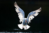 Herring Gull (Larus argentatus) flying and calling, Norway