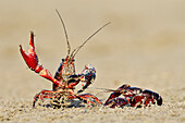 Striped Crayfish (Orconectes limosus) in defensive posture, Donana National Park, Seville, Andalusia, Spain