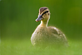Mallard (Anas platyrhynchos) chick in grass, Tytsjerk, Friesland, Netherlands