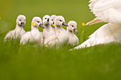 Mute Swan (Cygnus olor) chicks following mother, Bornwird, Friesland, Netherlands