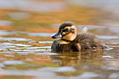 Mallard (Anas platyrhynchos) duckling, Goutum, Friesland, Netherlands