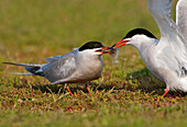 Common Tern (Sterna hirundo) food exchange between male and female, Texel, Noord-Holland, Netherlands