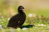 Common Moorhen (Gallinula chloropus) chick, De Westereen, Friesland, Netherlands