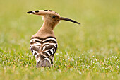 Eurasian Hoopoe (Upupa epops), Groningen, Netherlands