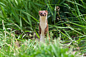 Least Weasel (Mustela nivalis) standing, Hungary