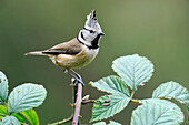 Crested Tit (Lophophanes cristatus), Veluwe, Gelderland, Netherlands