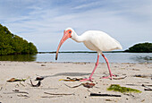 White Ibis (Eudocimus albus) walking on beach, Florida