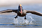 Brown Pelican (Pelecanus occidentalis) taking off, Marco Island, Florida