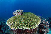 Stony Coral (Acropora sp) on reef, Indonesia
