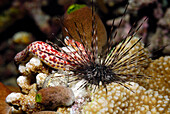 Sea Urchin (Diadema sp), Indonesia