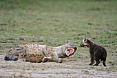 Spotted Hyena (Crocuta crocuta) with pup, Serengeti National Park, Tanzania