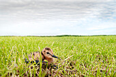 Black-tailed Godwit (Limosa limosa) chick trying to hide in mowed grass after its two brothers have been caught by Eurasian Kestrel (Falco tinnunculus), Friesland, Netherlands