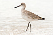 Willet (Tringa semipalmata) on beach, Sanibel Island, Florida