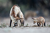 Bat-eared Fox (Otocyon megalotis) teaching pup how to hunt for insects, Nossob River, Kgalagadi Transfrontier Park, Botswana