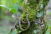 Copper Parrot Snake (Leptophis cupreus), Mindo, Ecuador