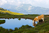 Domestic Cattle (Bos taurus) drinking, Niederhorn, Switzerland