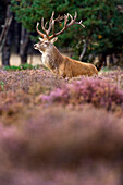 Red Deer (Cervus elaphus) stag, Hoge Veluwe National Park, Gelderland, Netherlands