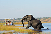 African Elephant (Loxodonta africana) and tourist boat, Chobe River, Chobe National Park, Botswana