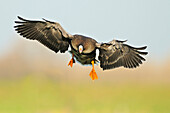 White-fronted Goose (Anser albifrons) flying, Lower Rhine, Germany