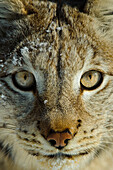 Eurasian Lynx (Lynx lynx), Flatanger, Norway