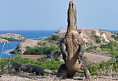 Komodo Dragon (Varanus komodoensis) standing on hind legs, Rinca Island, Komodo National Park, Indonesia