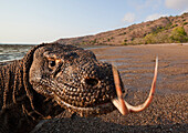 Komodo Dragon (Varanus komodoensis) on beach with tongue extended, Komodo Island, Komodo National Park, Indonesia