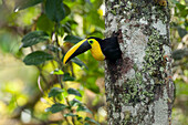 Choco Toucan (Ramphastos brevis) emerging from nest cavity, Ecuador